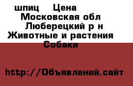 шпиц  › Цена ­ 25 000 - Московская обл., Люберецкий р-н Животные и растения » Собаки   
